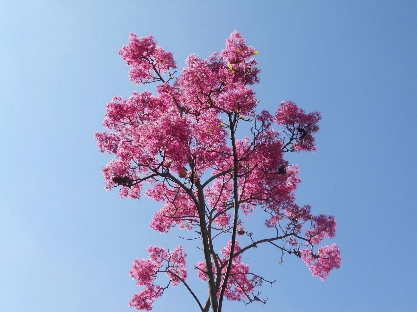 实打实的粉花流苏树 最近ai绘图火爆,出现了很多奇怪的"流苏树""粉色