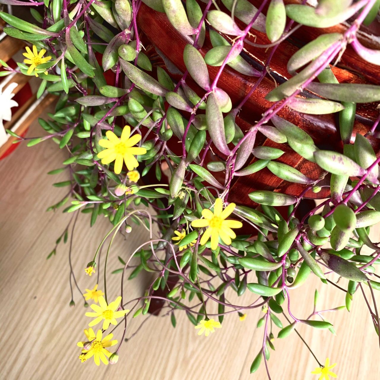 紫玄月开花98啦