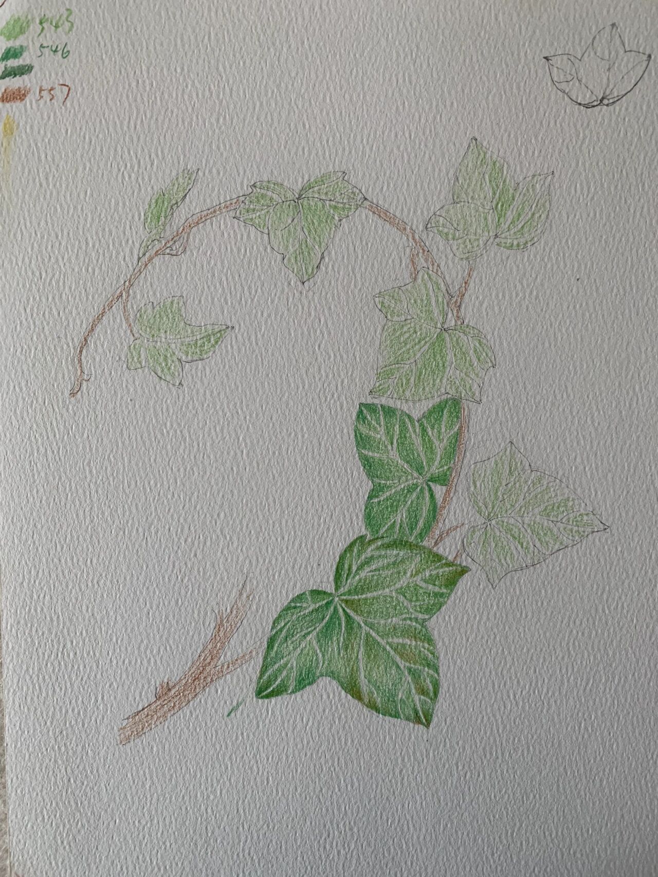 彩铅藤蔓类植物练习 常春藤 今天的练习尝试了比较粗糙的纸画,显得不