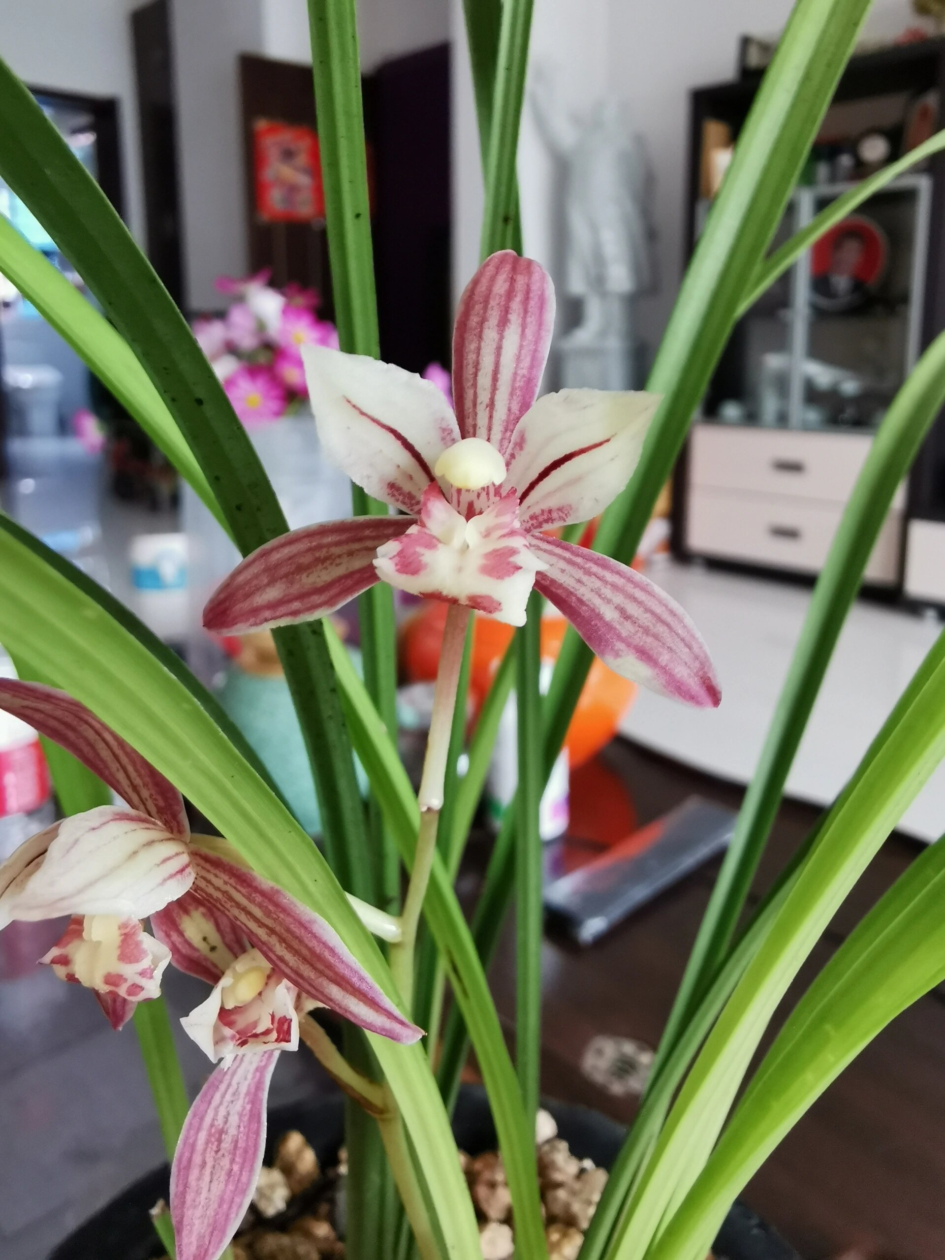 胭脂粉黛建兰 零度植料611方法养殖的建兰开花啦,叶姿秀美的胭脂粉黛