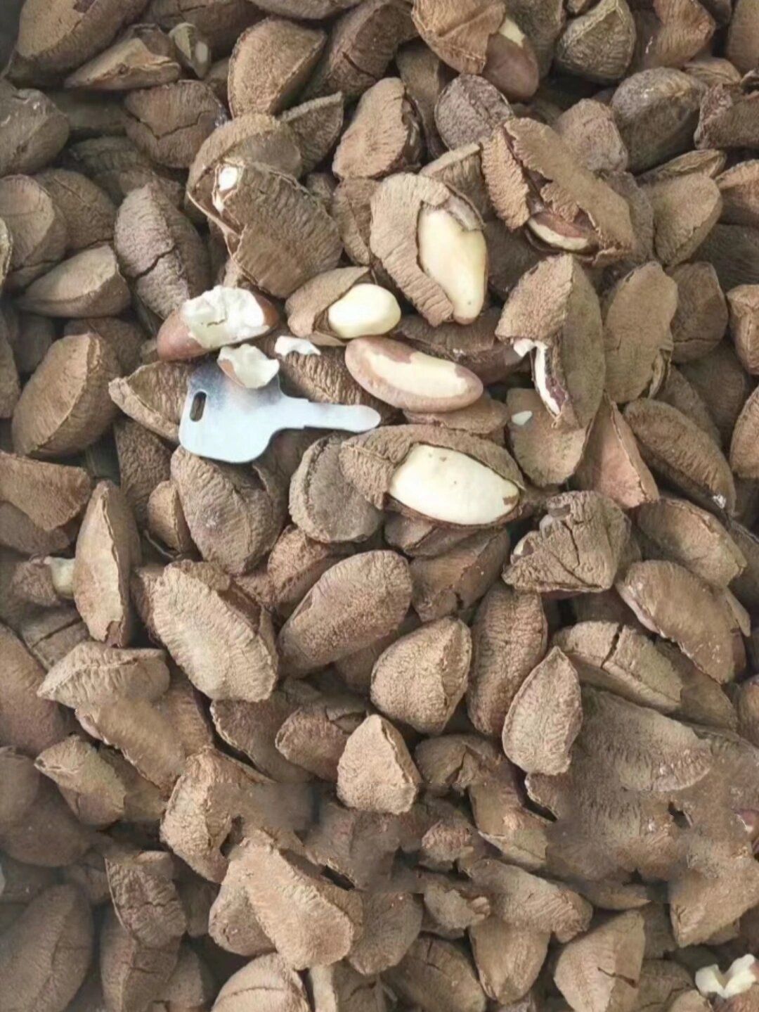 鲍鱼果(也称沙漠果:)"鲍鱼果"是一种干 鲍鱼果(也称沙漠果:) "鲍鱼果"