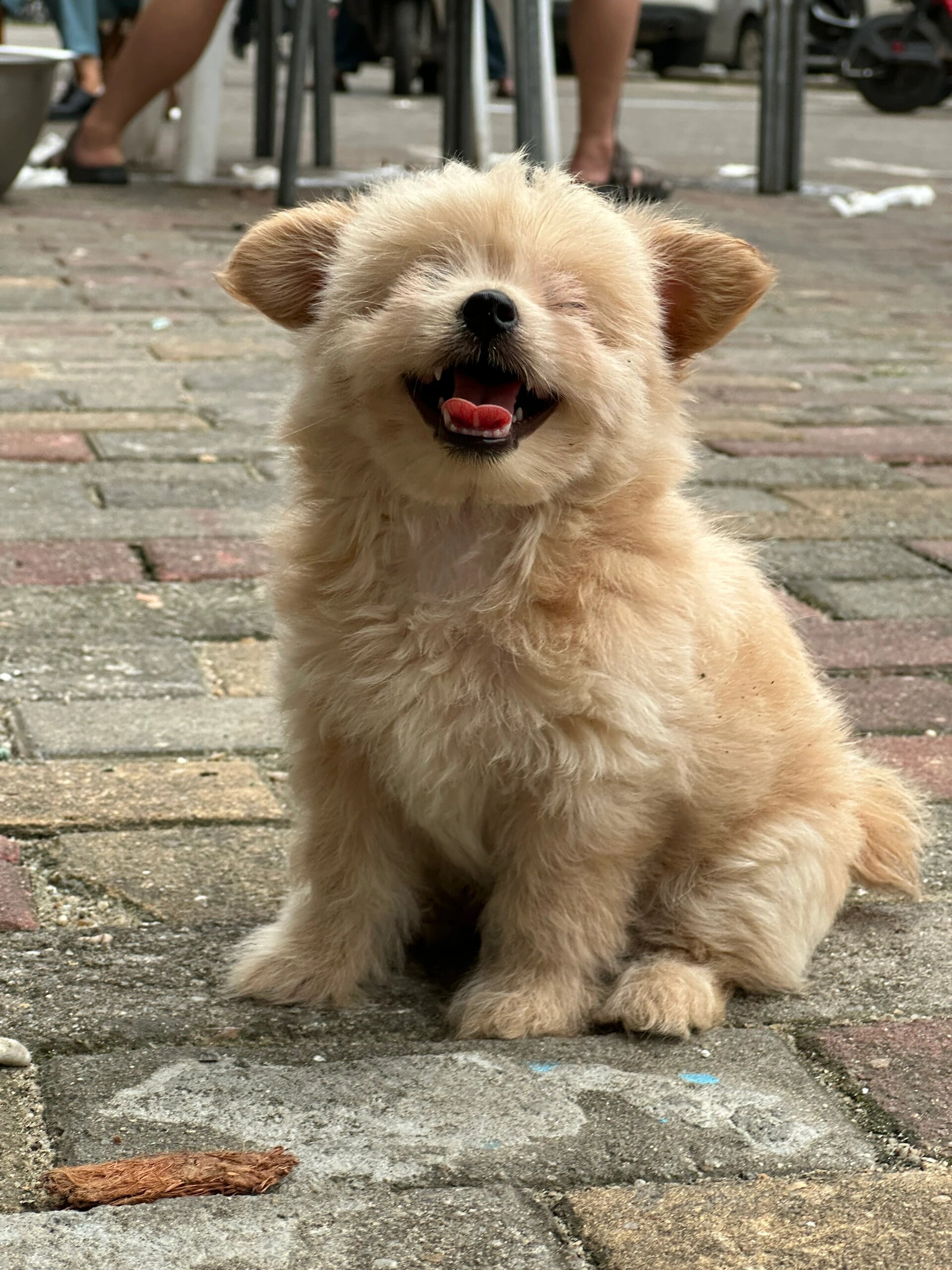 小土狗也可以很可爱