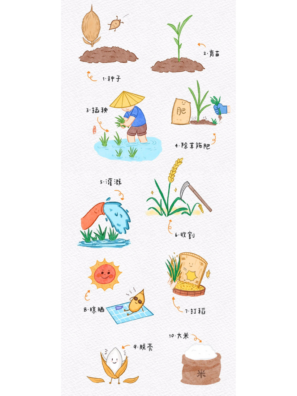 研学课堂 | 给孩子们的水稻生长图鉴 【研学课堂】 给孩子们的 | 水稻