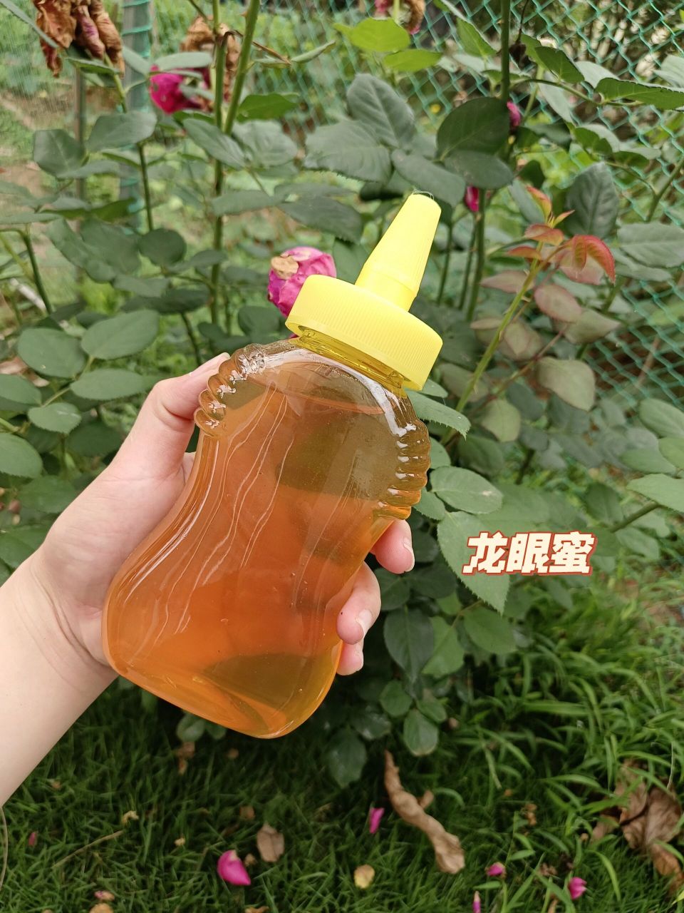 龙眼蜜你都懂有什么功效吗?