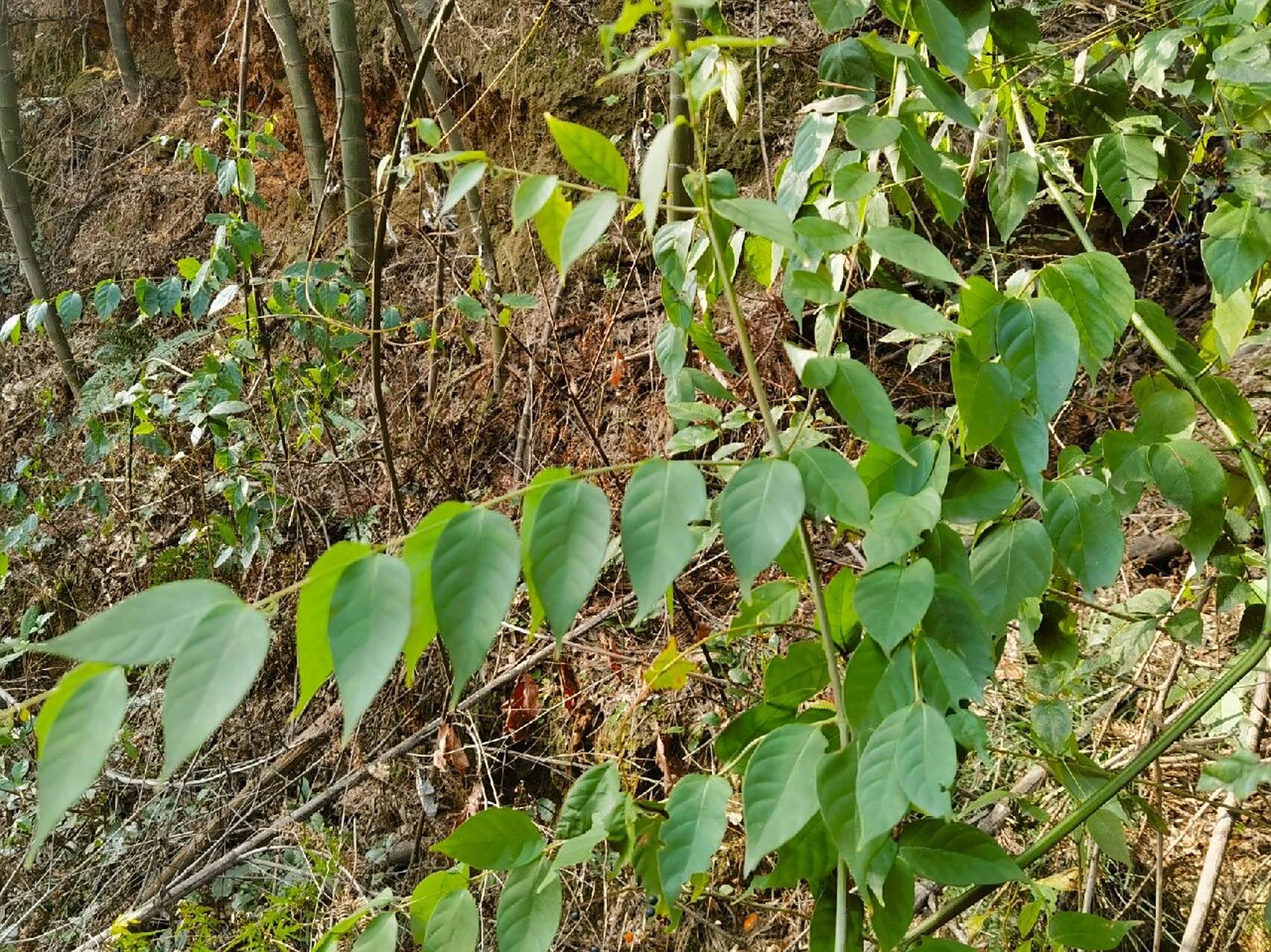 药用植物-----钩藤 药典上钩藤是茜草科植物钩藤