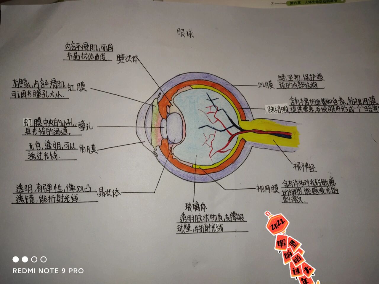 眼球结构图
