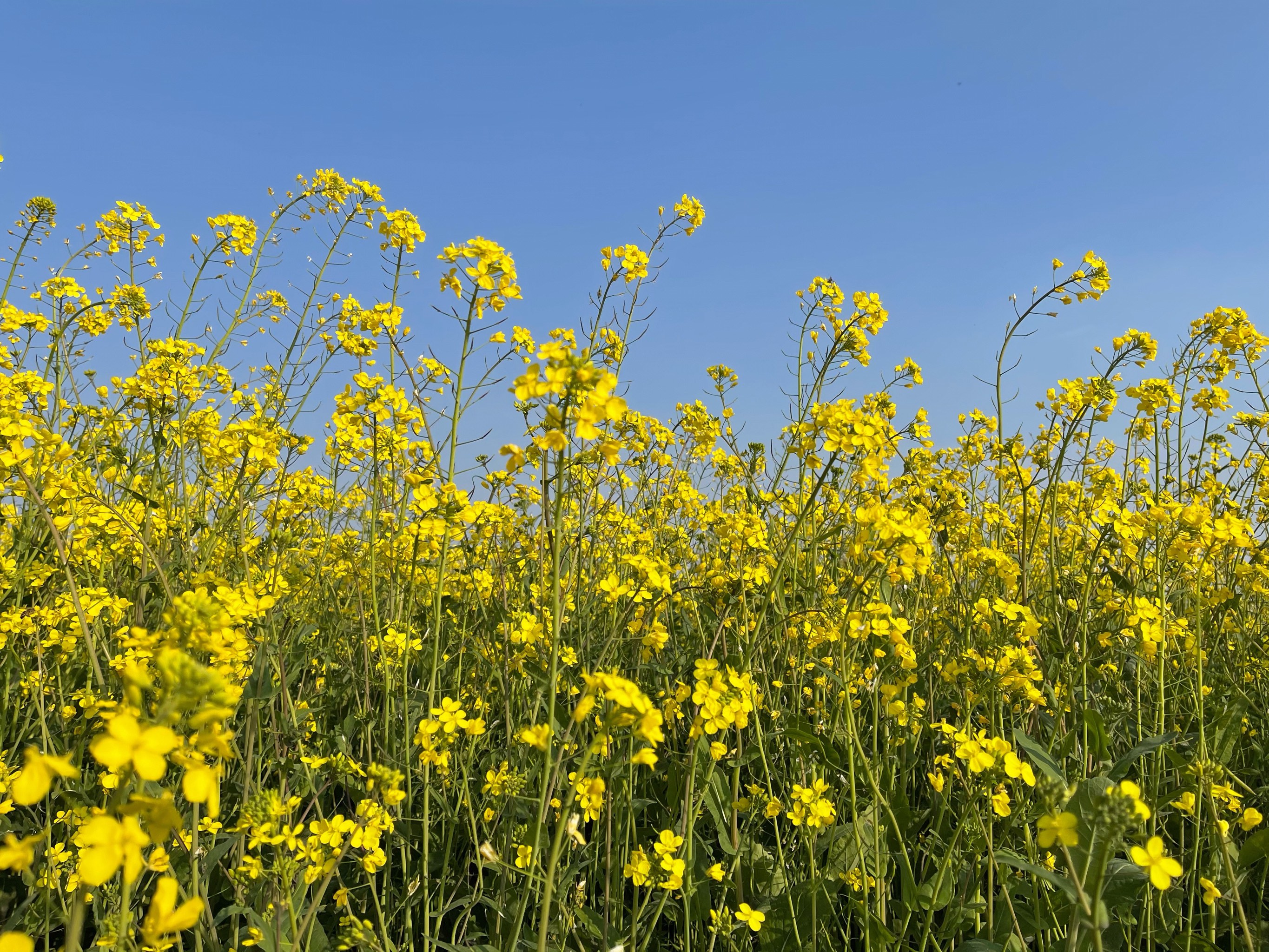 成都新都油菜花景点图片