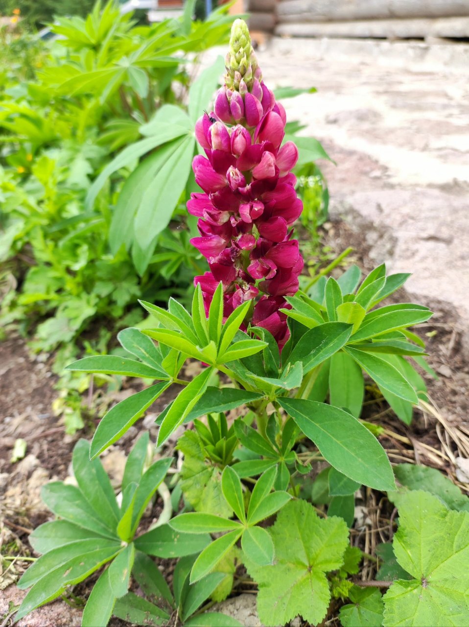 坝上草原开花植物6种(3) 灰背老鹳草,龙牙草,林荫鼠尾草, 雾灵香花芥