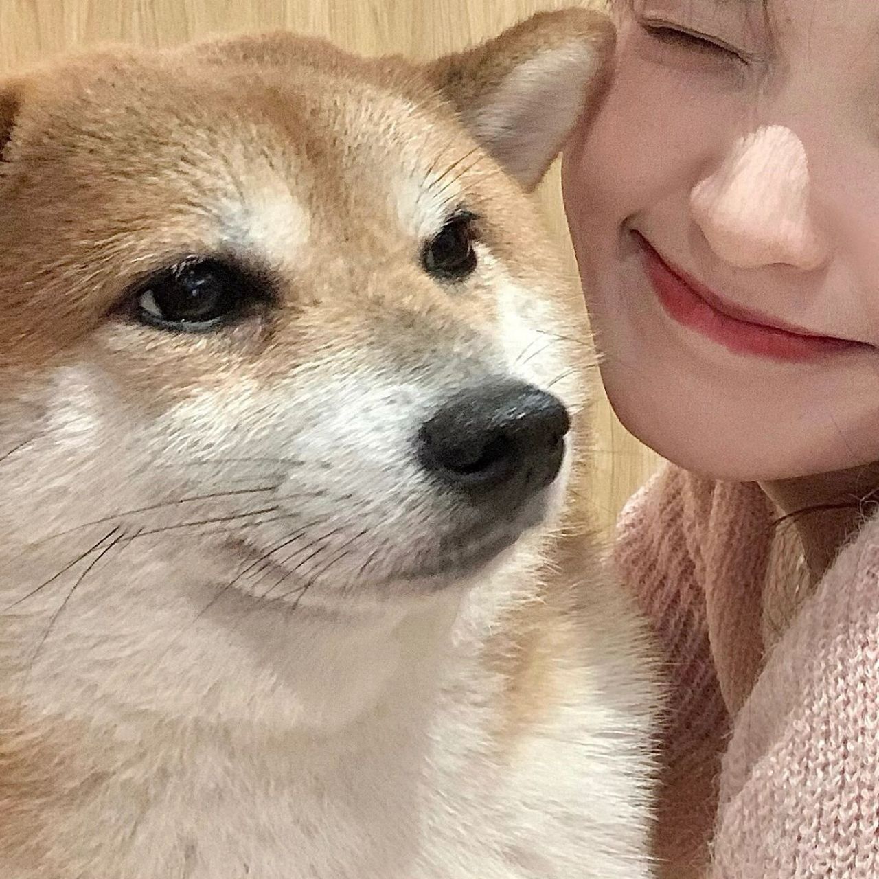 跟柴犬的情头2～像极了不爱拍照的男朋友!