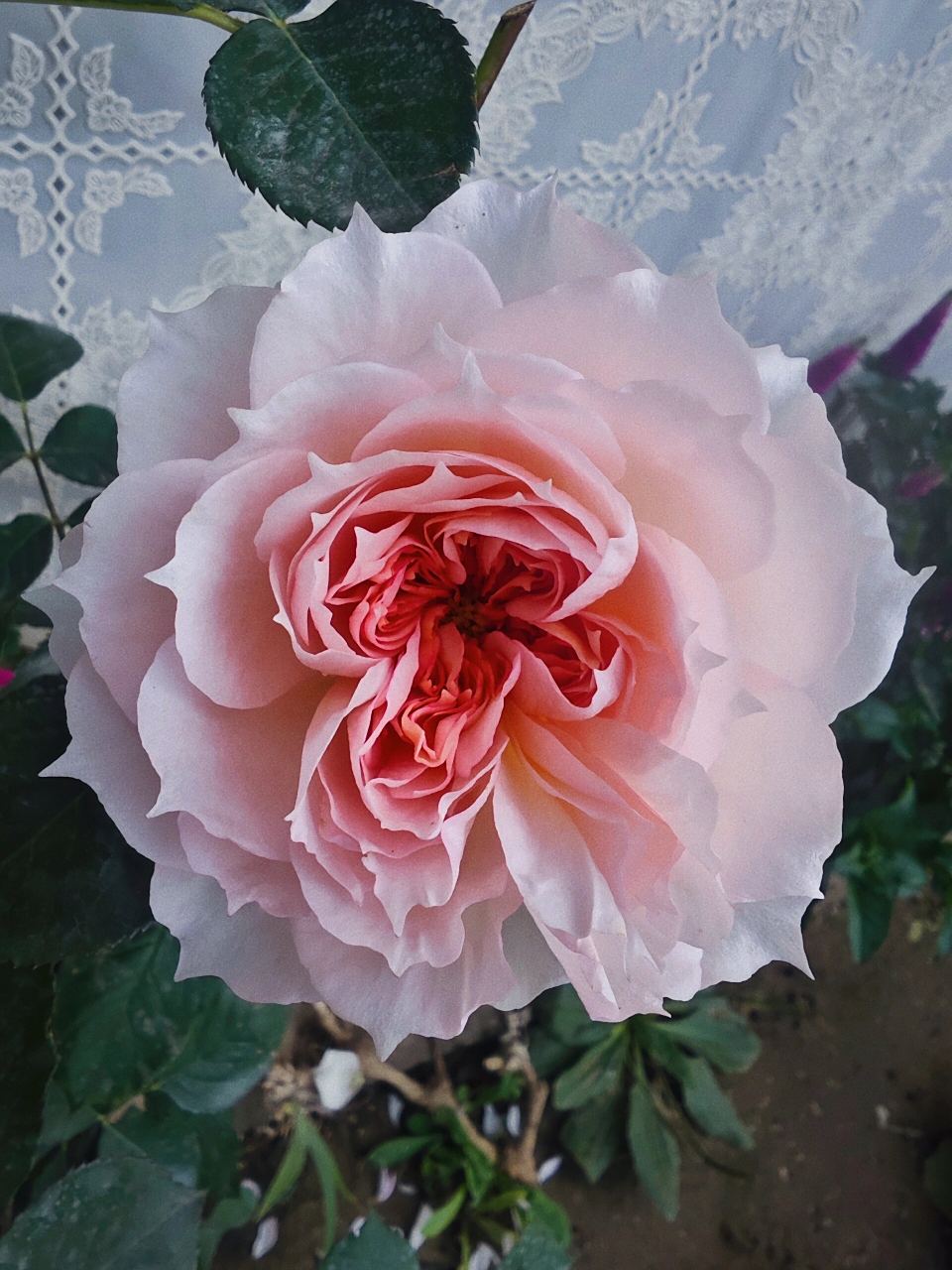 耐热极好的仙女月季莫妮卡·戴维春花来了 莫妮卡戴维月季是由美国