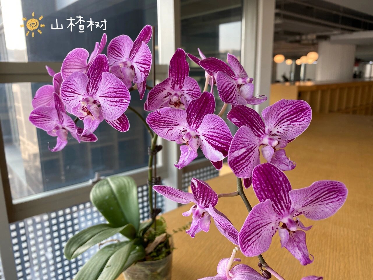 我美丽的蝴蝶兰 图1:招财猫,大辣椒,绿如意,小草莓,三色鸟(北京安海