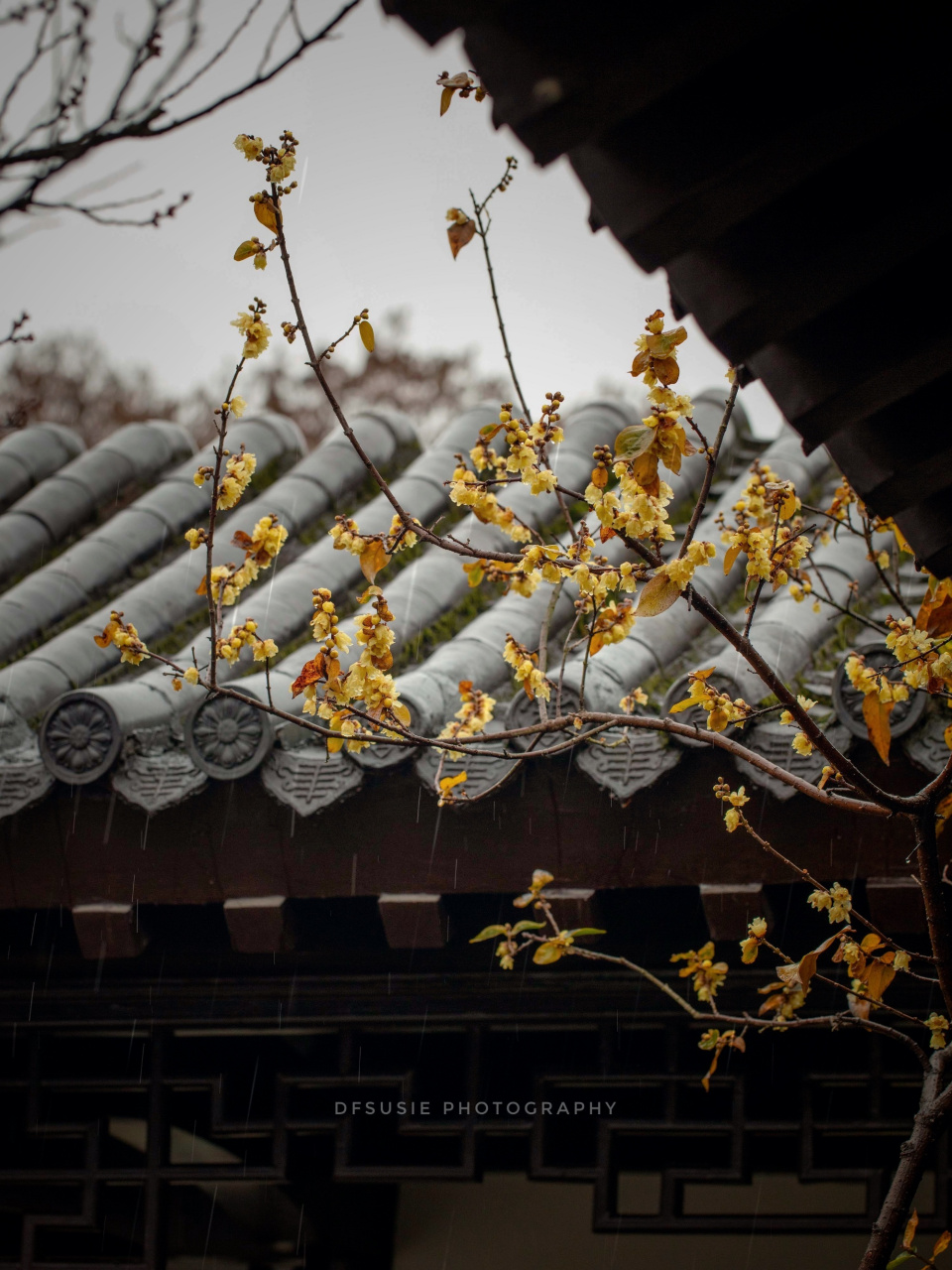 地点:武汉东湖磨山梅园 #知音湖北遇见无处不在#(viadfsusie宋)