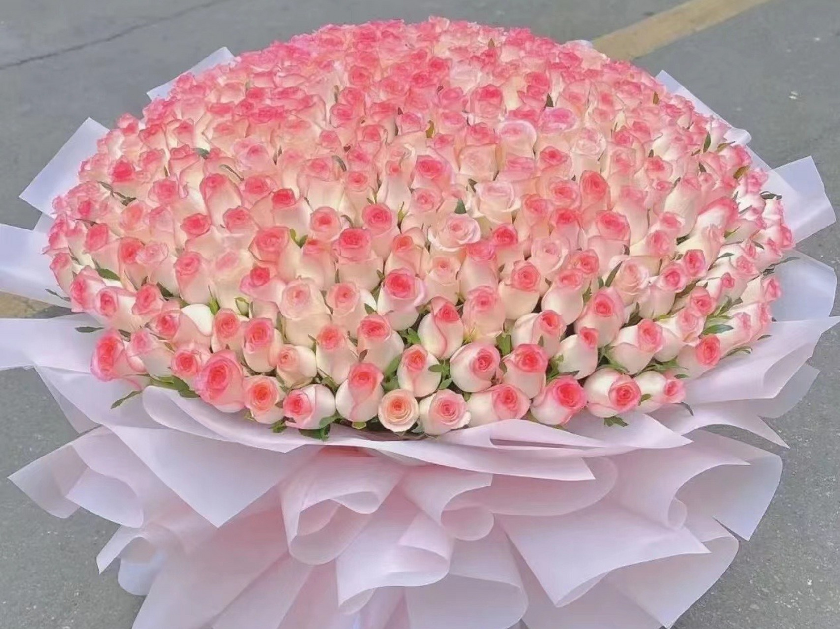 每日识花37|艾莎玫瑰 94艾莎玫瑰94 94艾莎玫瑰,又叫爱莎玫瑰