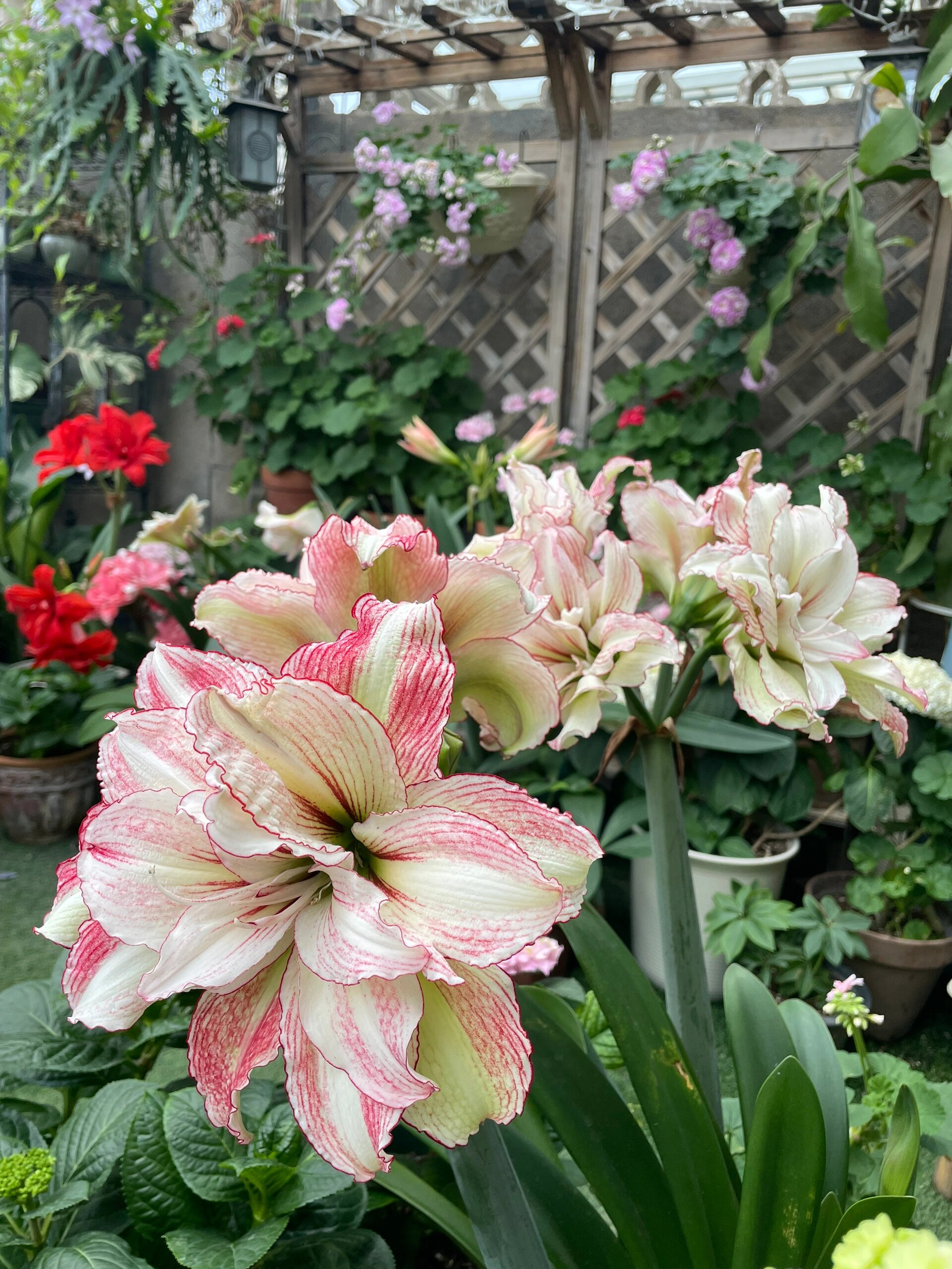 澳洲朱顶红安吉拉的2023年 安吉拉今年春天依然顺利复花.