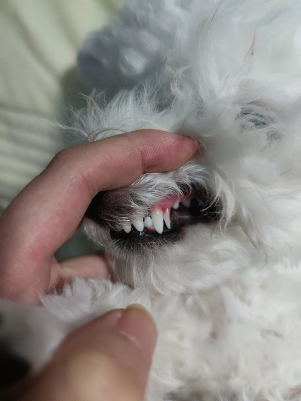 求助 狗狗这是长了双排牙吗 今天才发现有一边犬牙旁边有个长尖牙