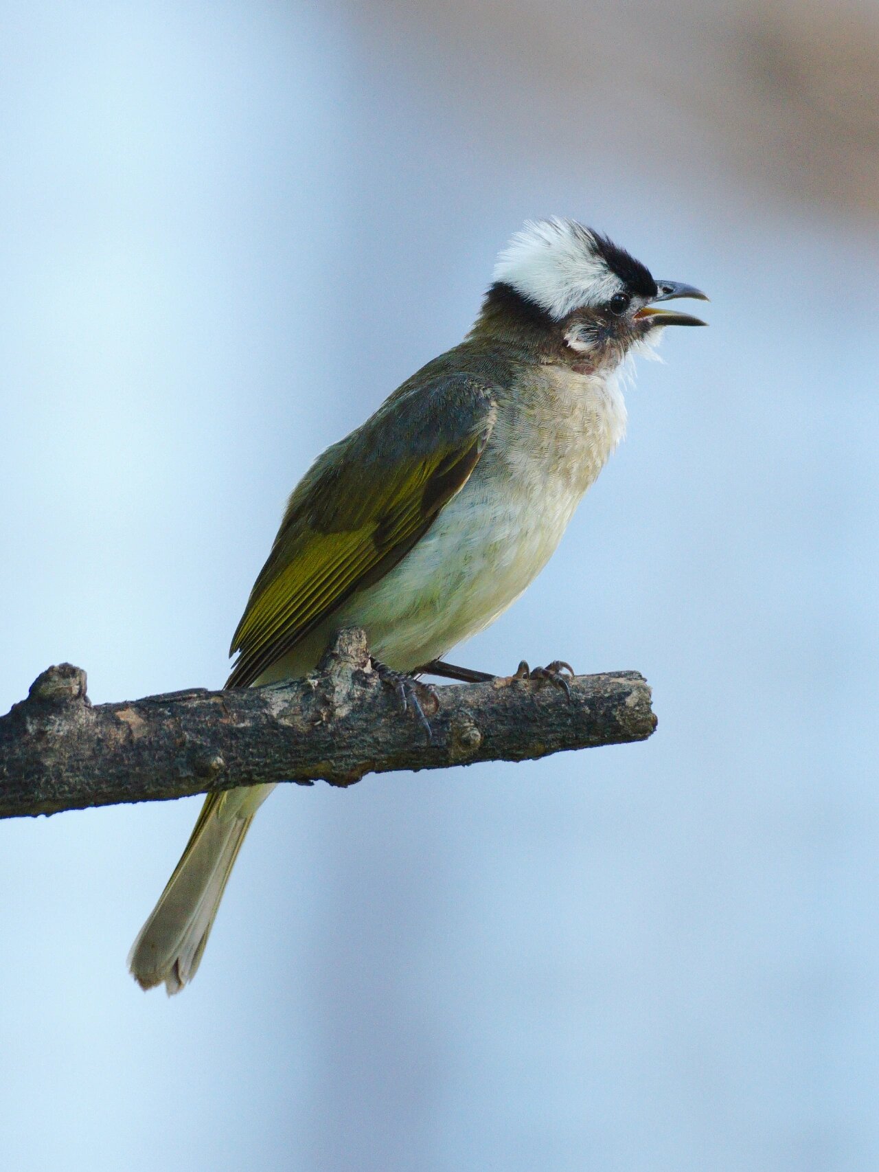 鸟类图鉴|鹎鹎~鹎鹎~鹎鹎哦
