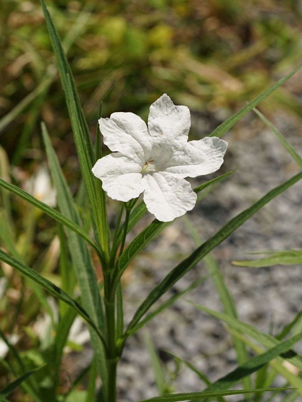 华南植物44 - 翠芦莉 蓝花草 ruellia simplex 又名翠芦莉, 爵床科芦