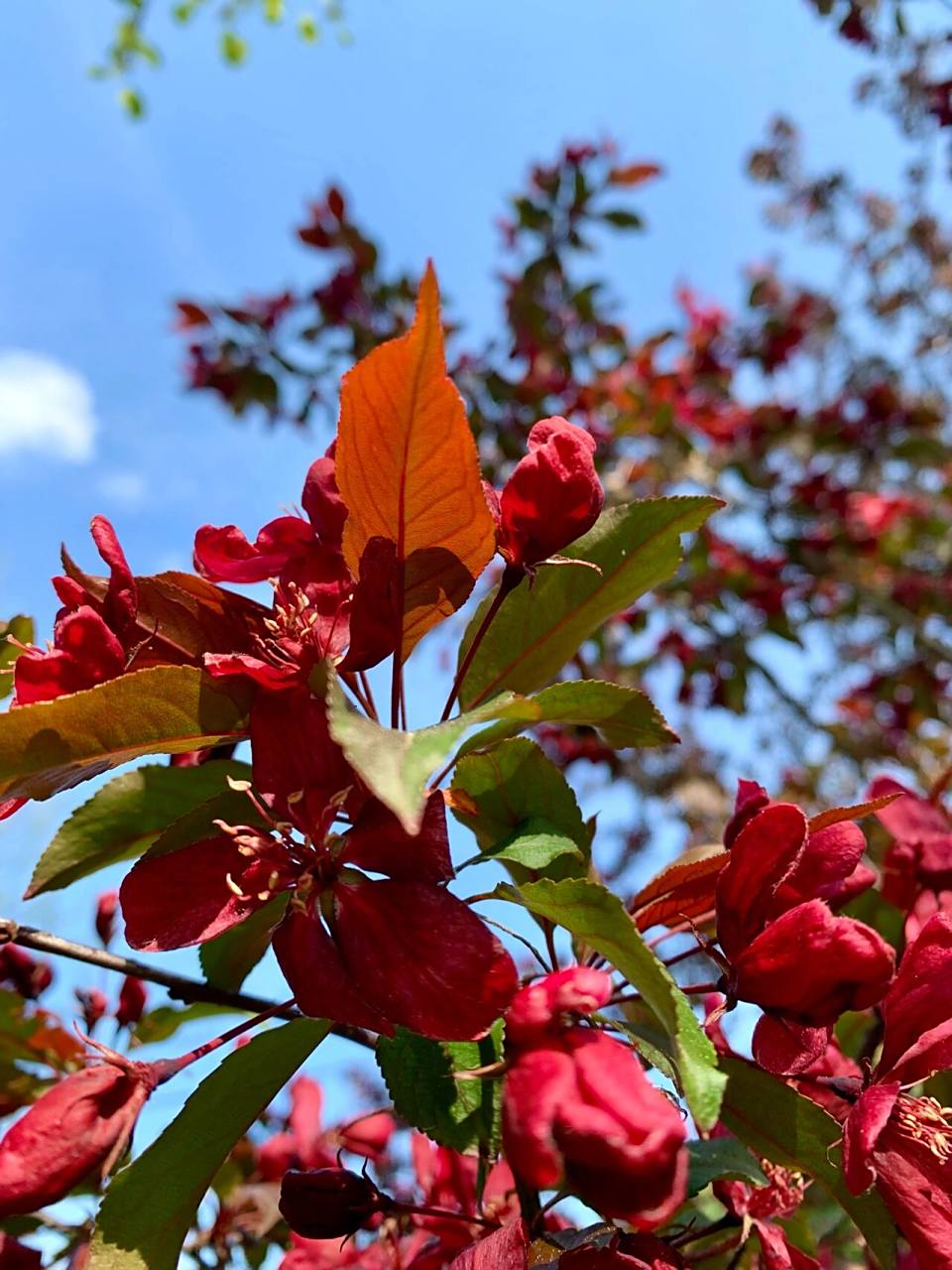 适合庭院的海棠树(crabappletree) crabapple tree