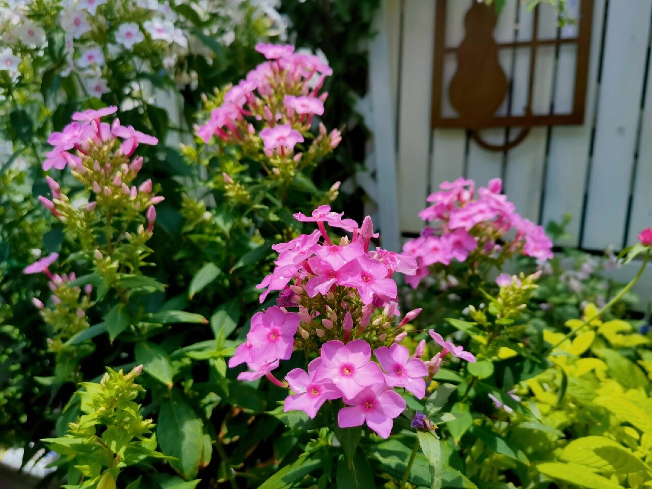 假鹰爪花 鹰爪花树每天成熟一批花