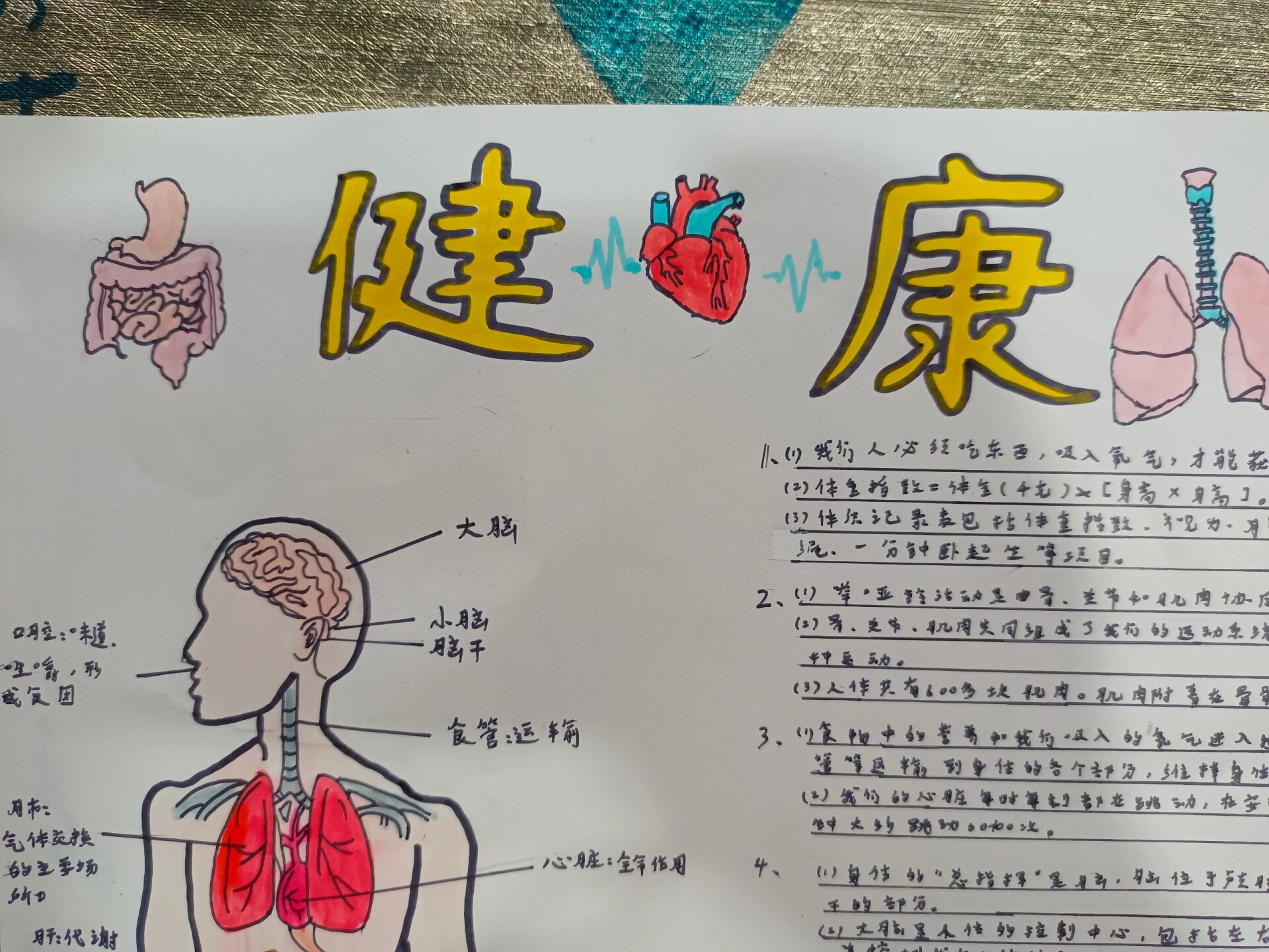 五年级上册科学健康生活知识小报手抄报