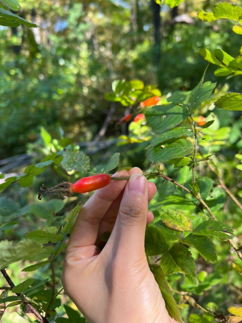 东北路边的那些果子——刺玫果 刺玫果学名山刺玫,山刺玫果实营养丰富