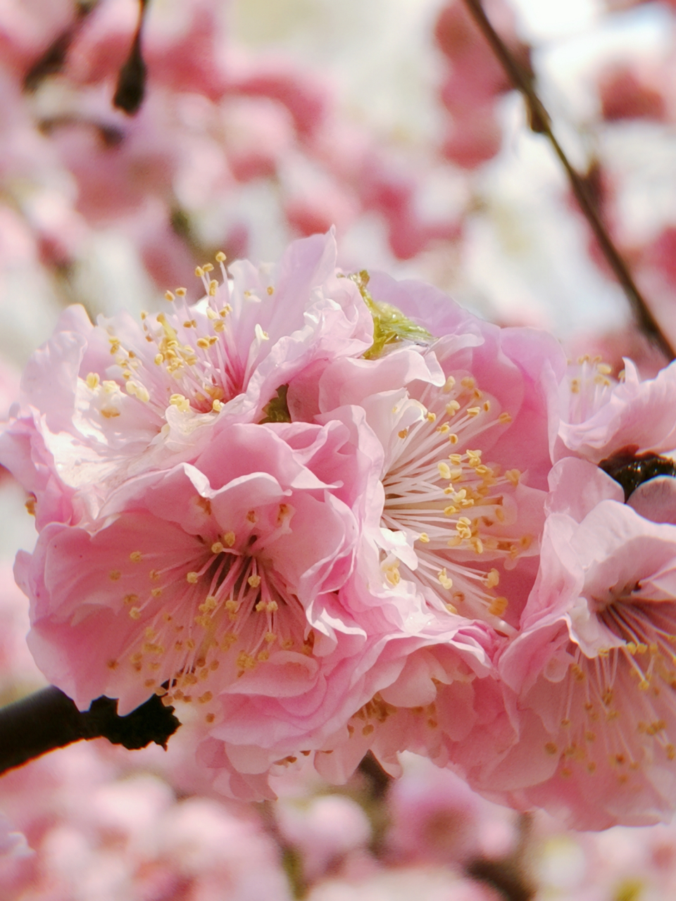 哈尔滨踏青地推荐6015美过上野樱花94公园 哈尔滨这个家门口的