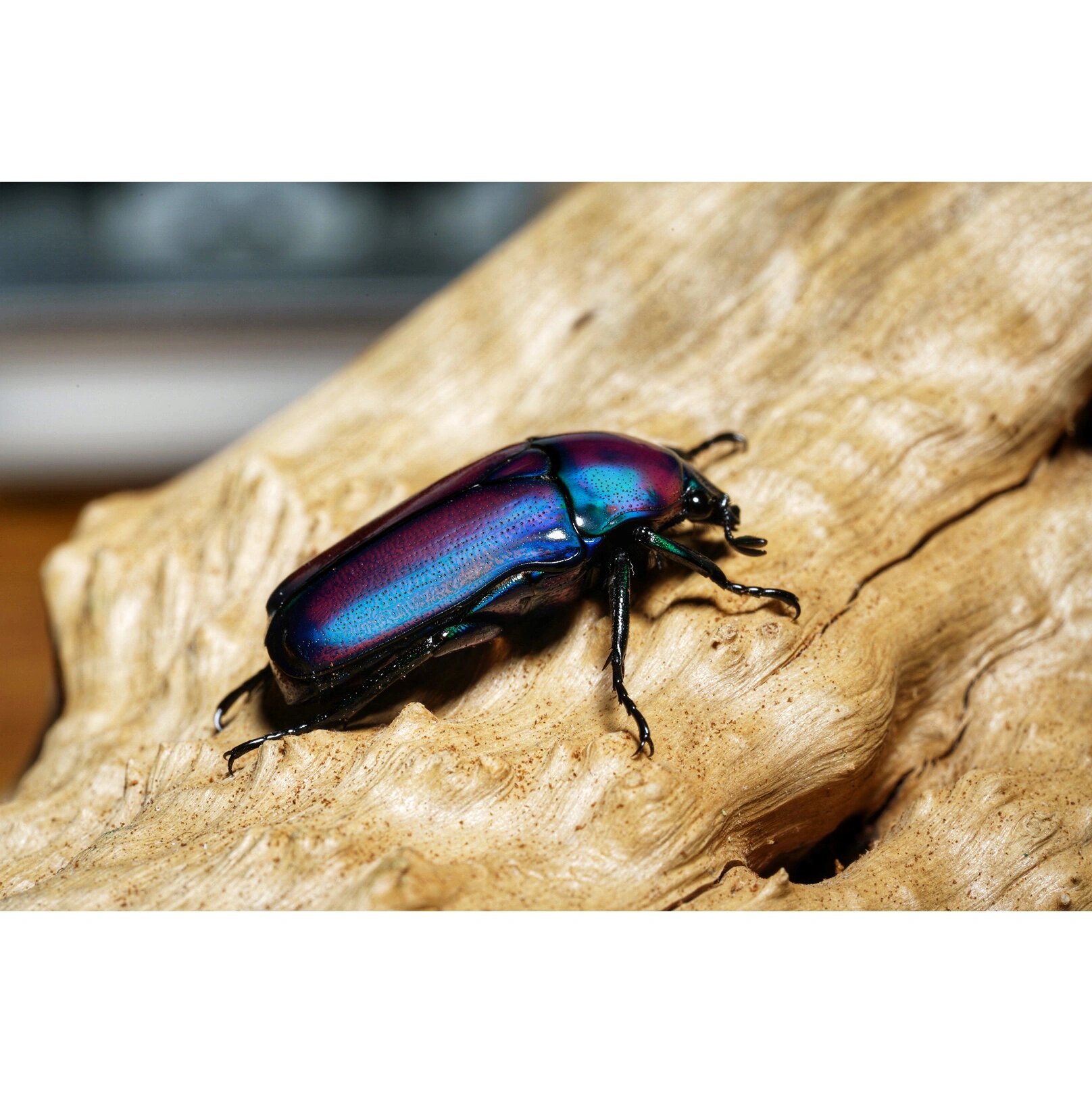 行走的宝石 非洲阔花金龟 国际惯例 艺术照走一波