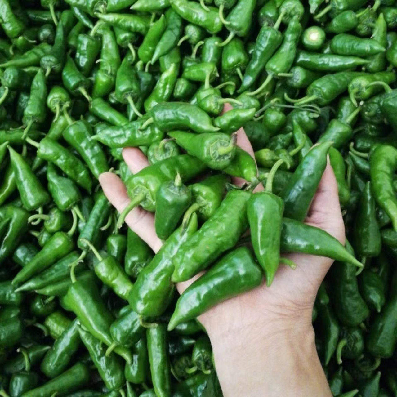 江西省特产 - 余干辣椒 据《余干志》记载,余干辣椒有600多年的种植