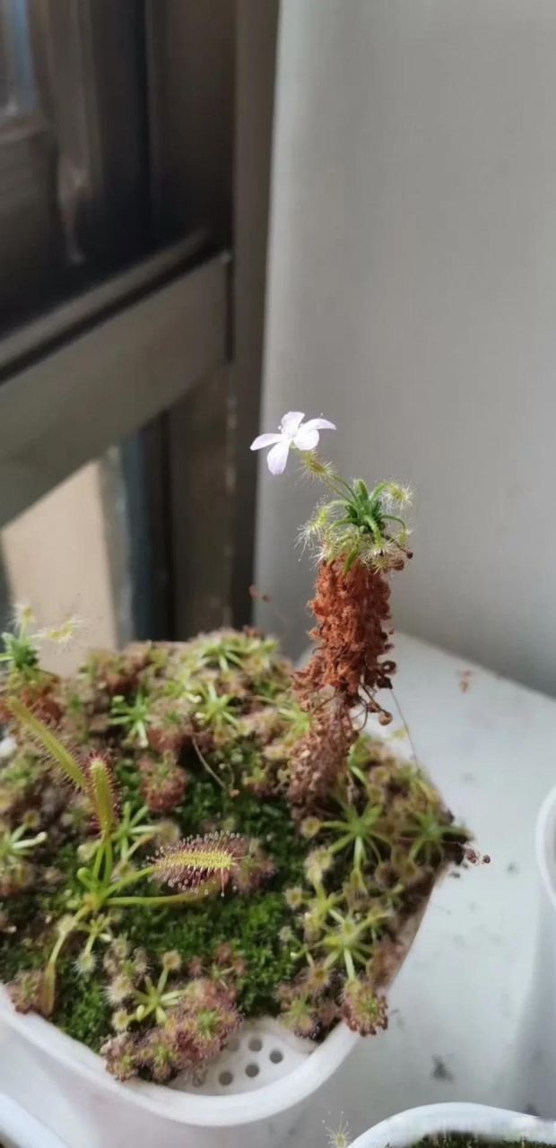 蝎子迷你茅膏菜开花啦 来自武汉花友的返图 原来食虫植物也很好养 没