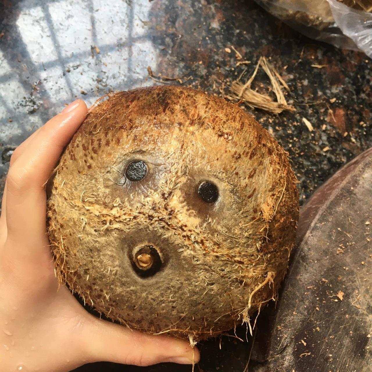 (👆好可爱)发现开老椰子的简单方法 三个洞眼只有一个是真眼,如图真