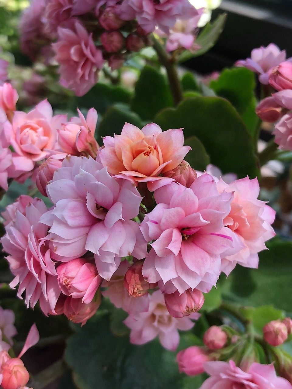 长寿花 人面桃花 真的很像桃花 太美啦95