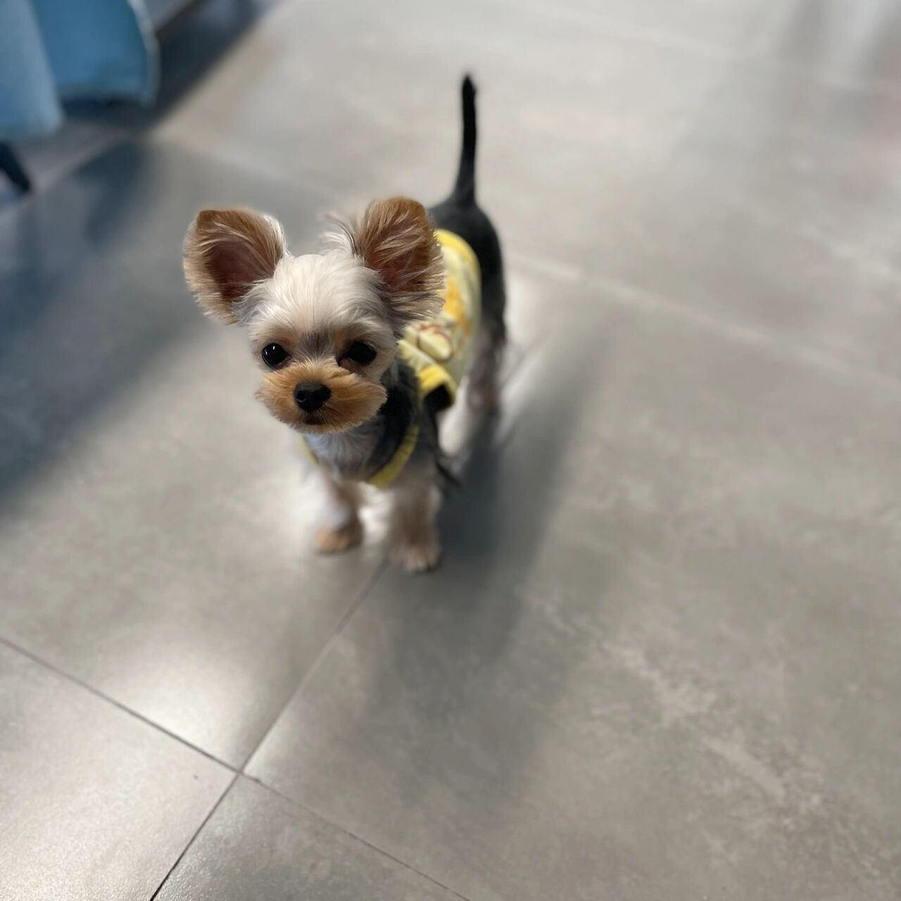 原来约克夏都是要断尾的吗 今天有人提到我们尾巴长,才发现别人的小约