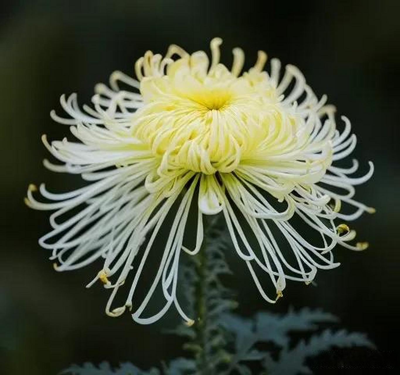龙须白菊一组. 冬日生活打卡季赏冬日菊花 多姿多彩的秋菊