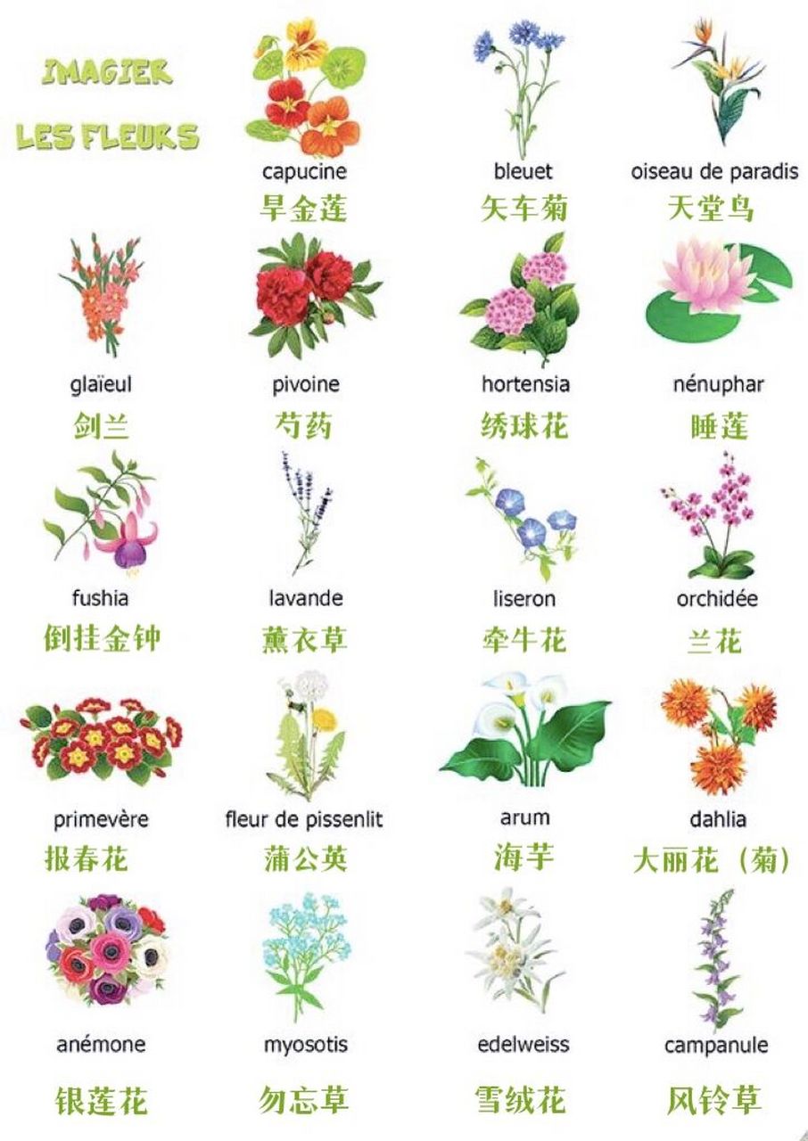 所有的植物名称图片