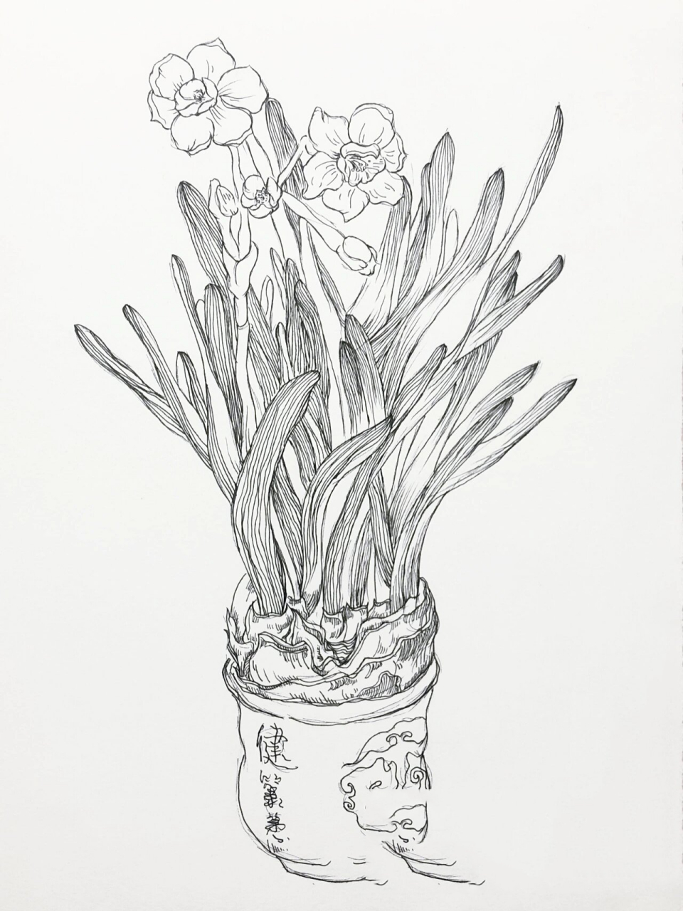 线描绘画-水仙花,美好而简单的花卉 9595水仙花