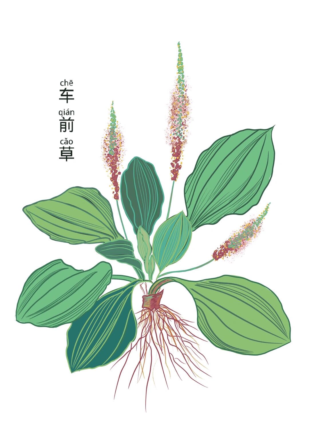 中医药本草植物手绘作品