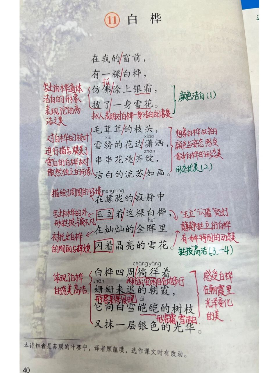 四年级语文下册第11课《白桦》预习97