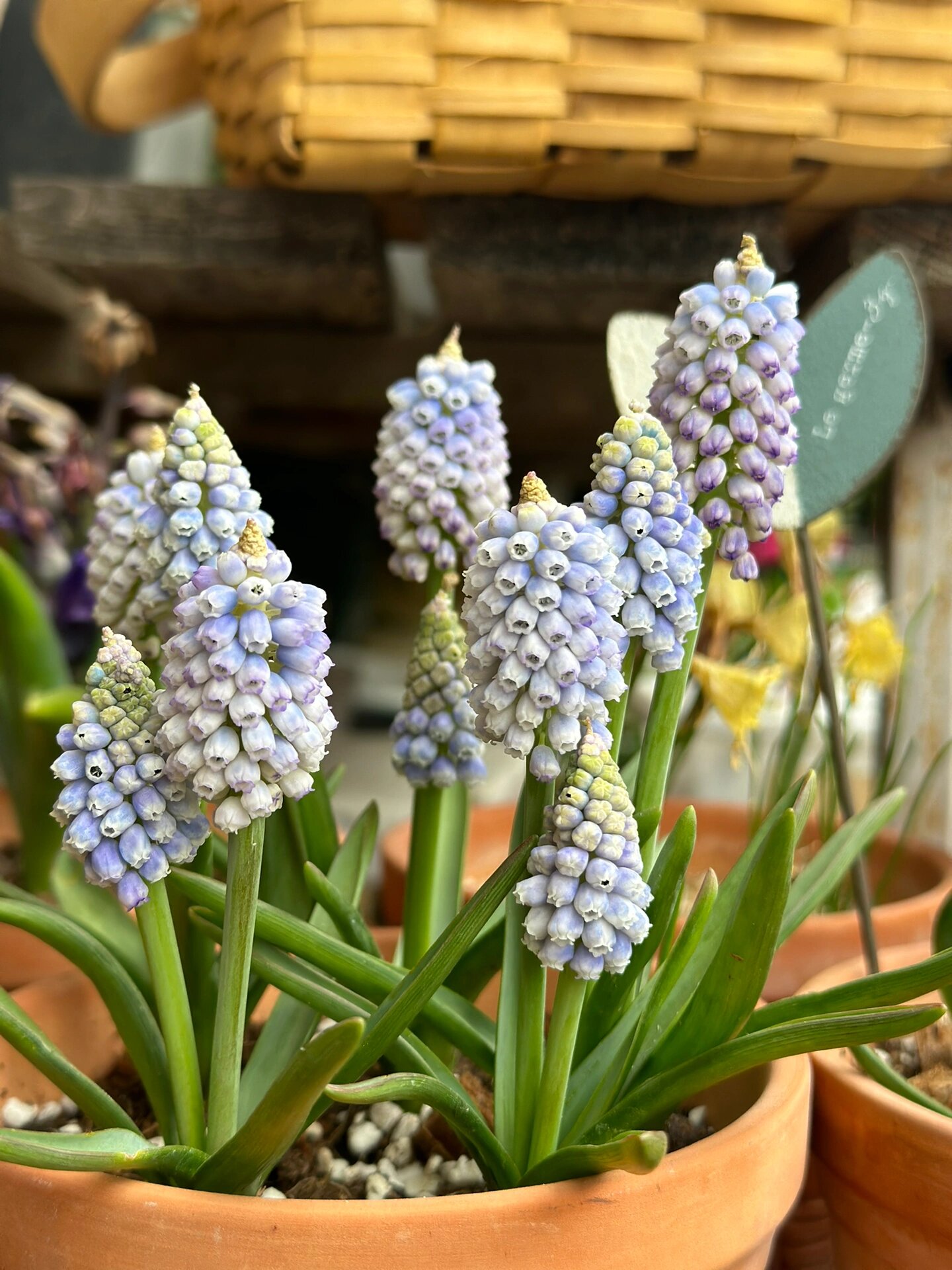 【葡萄风信子】海洋魔法 五个球,每个球都有两个花剑.