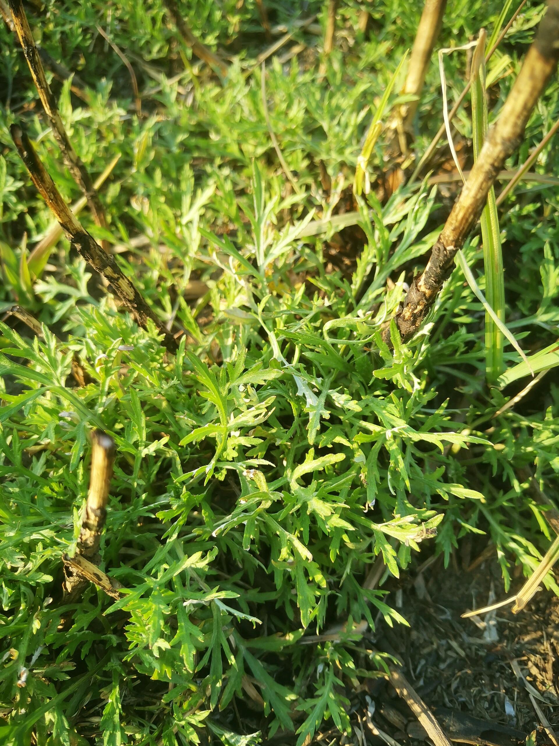 洞庭湖野菜藜蒿的图片图片