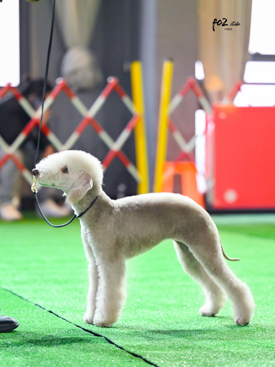 贝灵顿赛级犬 犬舍新生代冠军母犬 67凯勒和乌梅的孩子,jessie 67