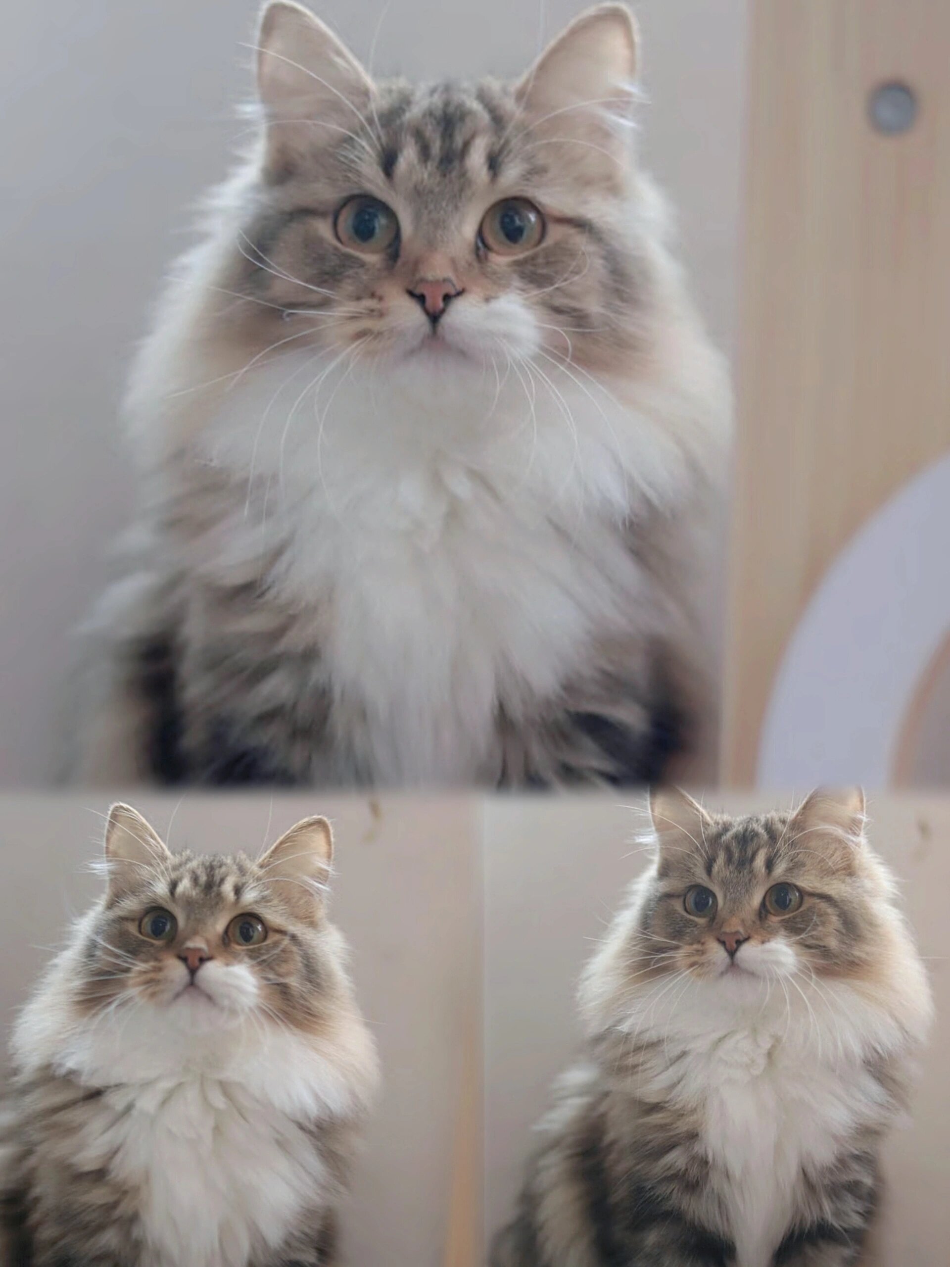 纯种西伯利亚森林猫350093随时换窝