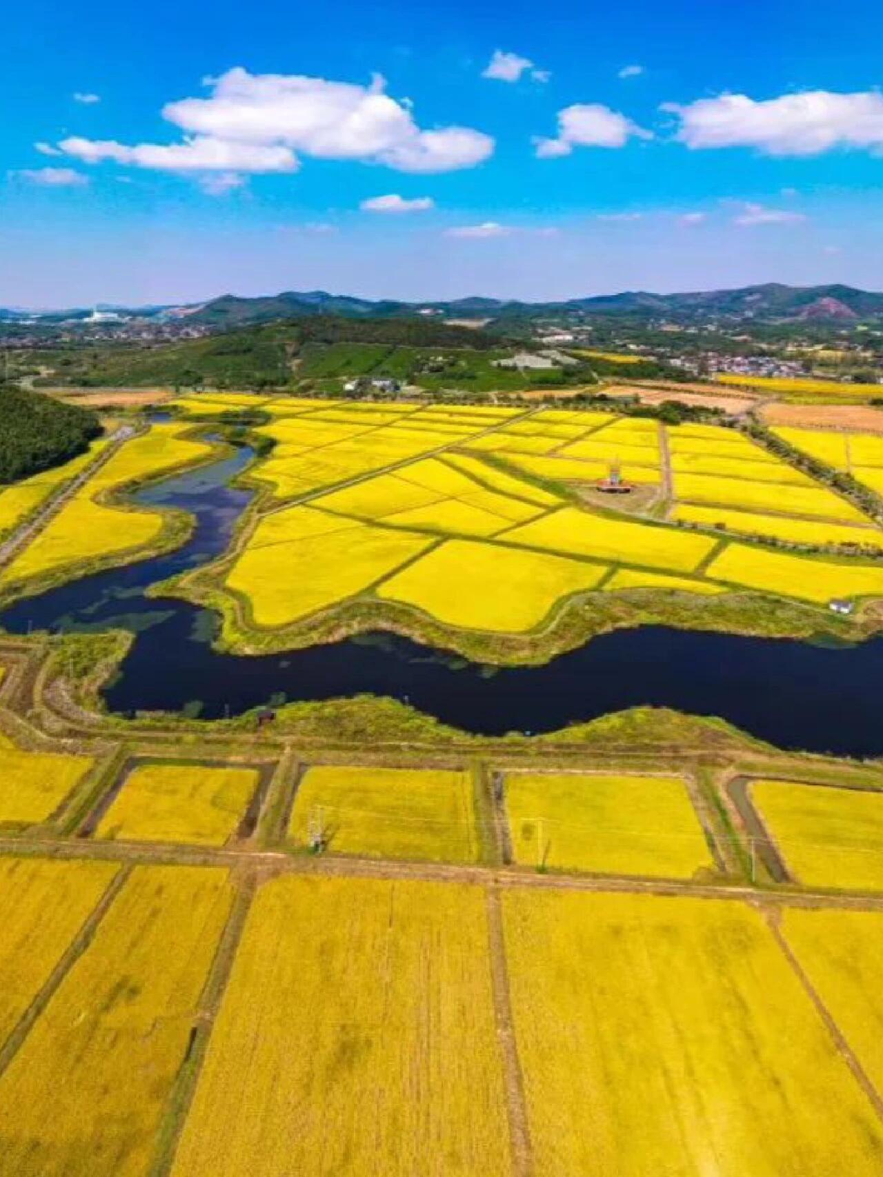 南京周边油菜花海图片