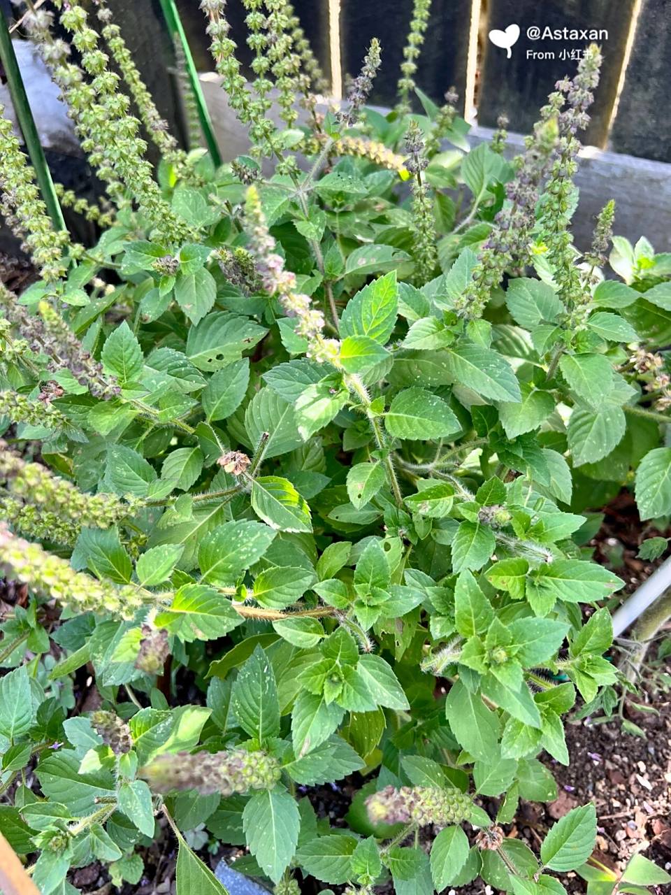 打抛叶(圣罗勒)才是打抛猪肉的原配 对泰国的打抛猪肉饭念念不忘,虽然