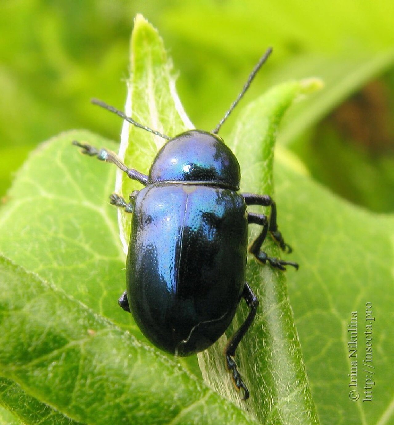 中华萝藦叶甲 本种应该是叶甲里出镜率最高的,通体深蓝色,亦有蓝绿色