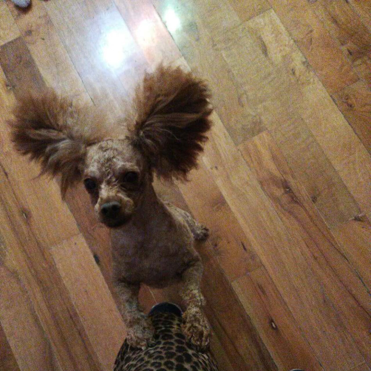 给泰迪剃毛不要只留耳朵毛… 看到别人说泰迪不适合剃光,不禁回忆起