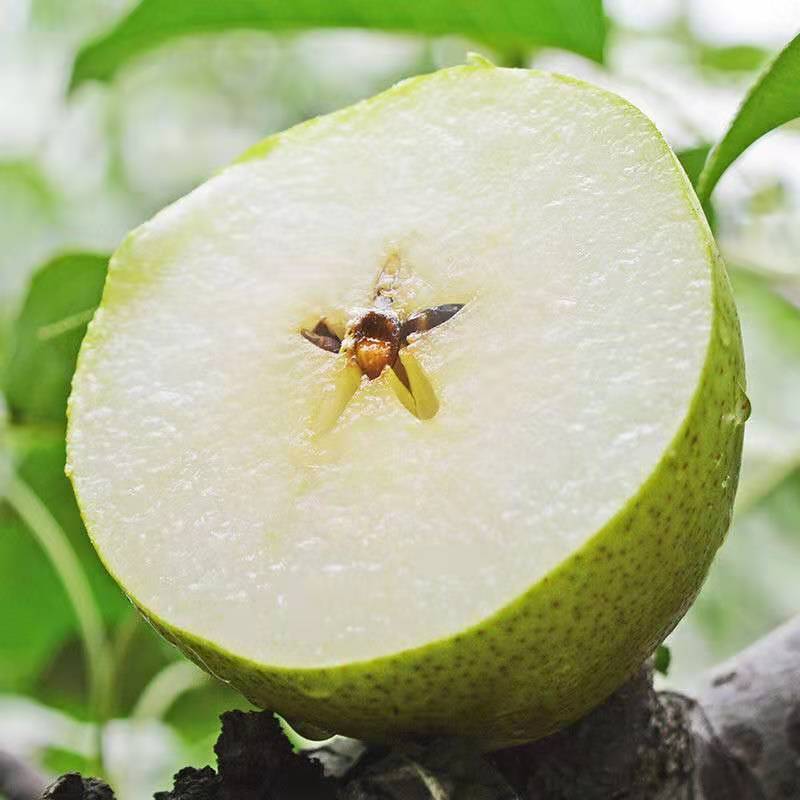 河北省特产 - 魏县鸭梨