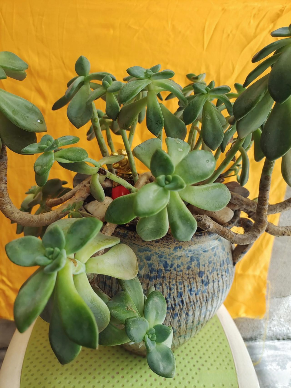 我的冬美人出现了徒长,尽管冬季尽心呵护安全过了冬