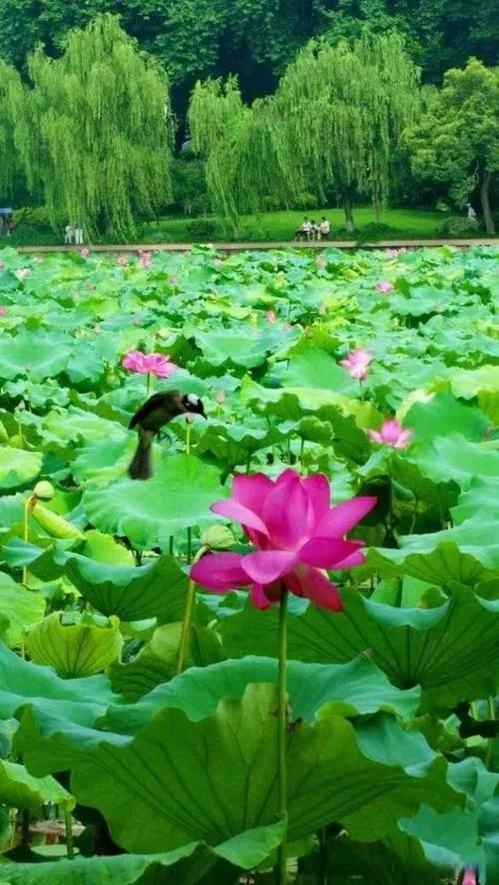 乌鲁木齐头条  生活是一幅远景图, 好好欣赏; 友谊是一壶老酒, 美美