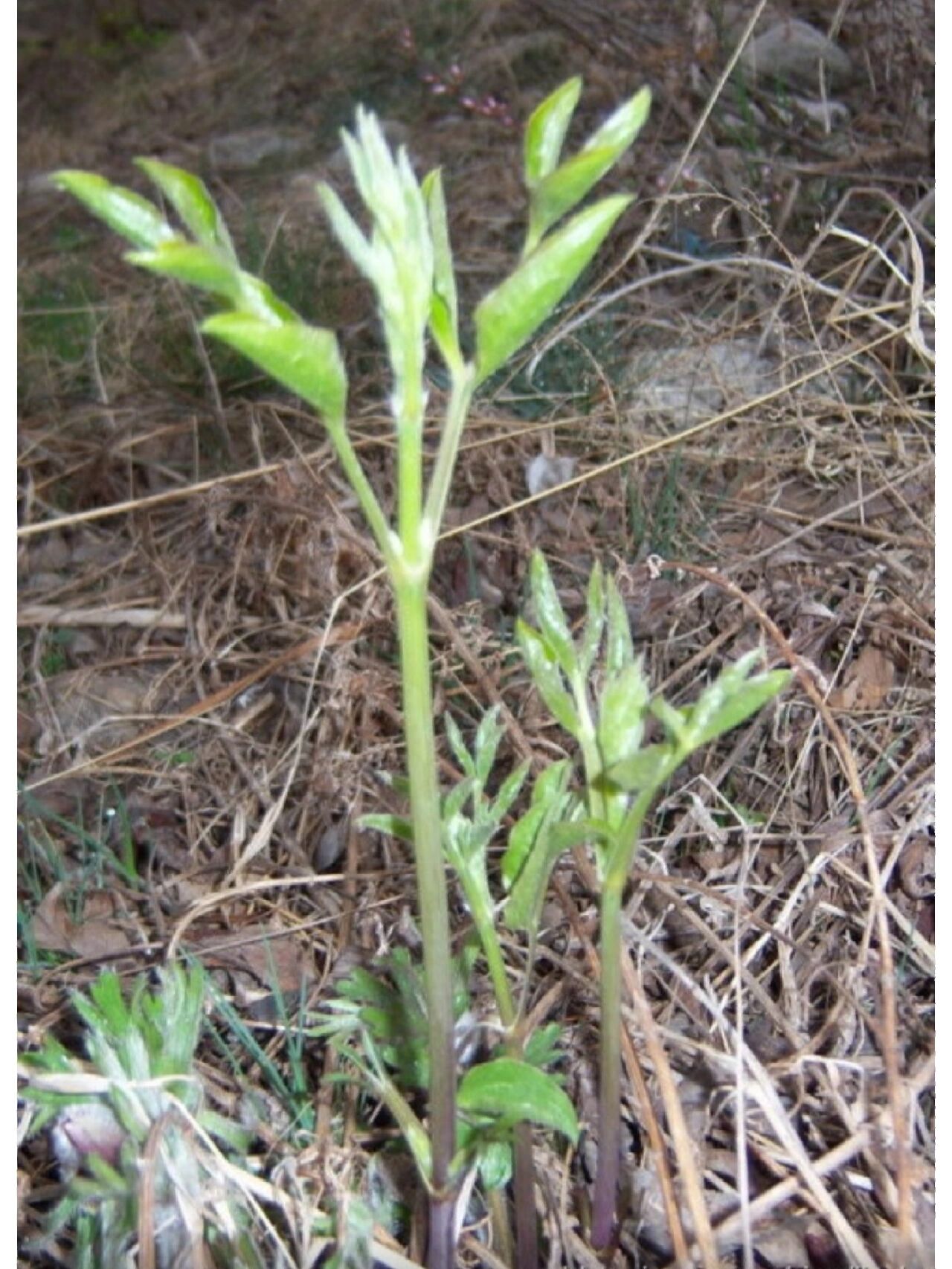 吉林省野菜——山辣椒秧  春天到了,另我心动的就是野外,山上还有雪