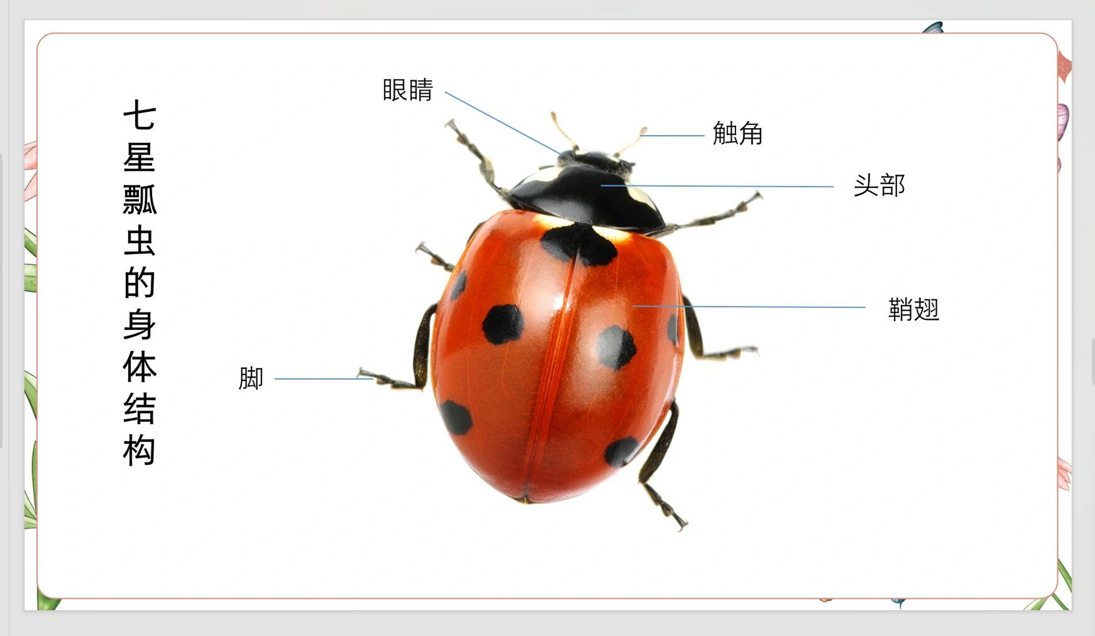 七星瓢虫的特点身体图片